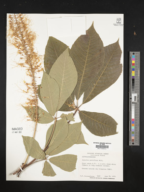 Aesculus parviflora image