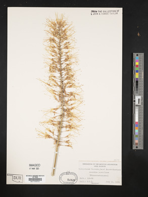 Aesculus parviflora image