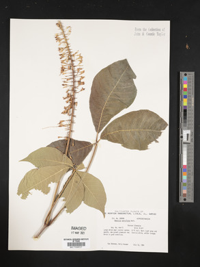 Aesculus parviflora image