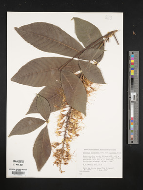 Aesculus parviflora image