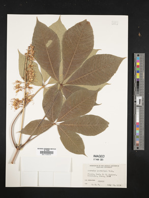 Aesculus parviflora image