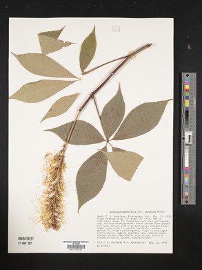 Aesculus parviflora image