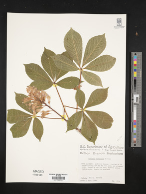 Aesculus sylvatica image