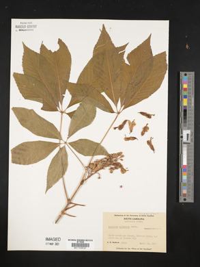 Aesculus sylvatica image