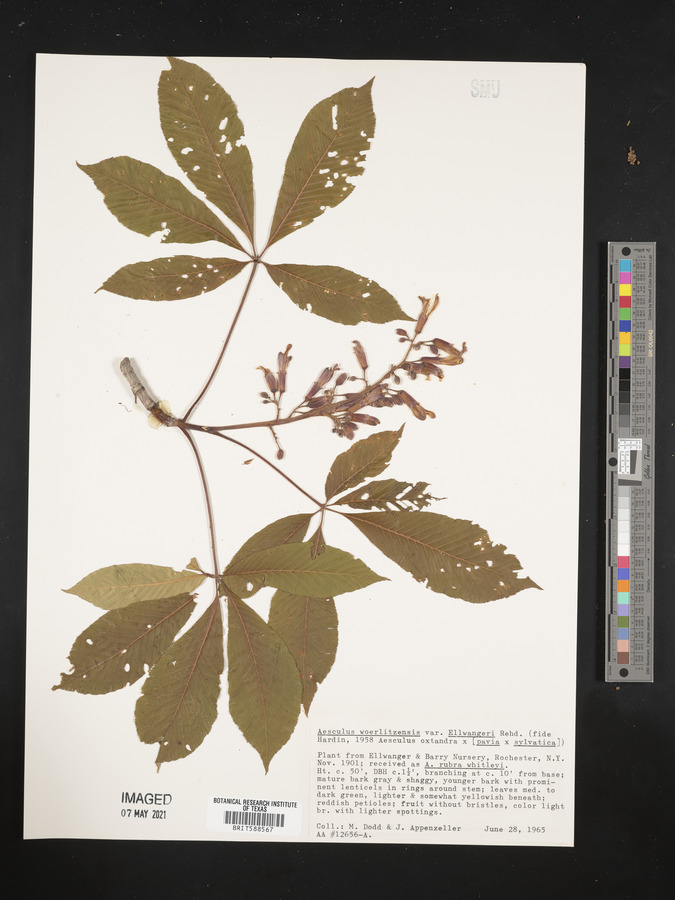 Aesculus x woerlitzensis image