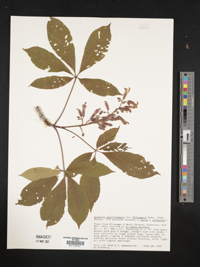 Image of Aesculus x woerlitzensis