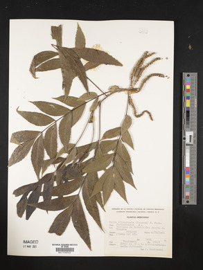 Carya illinoinensis image