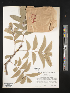 Carya illinoinensis image