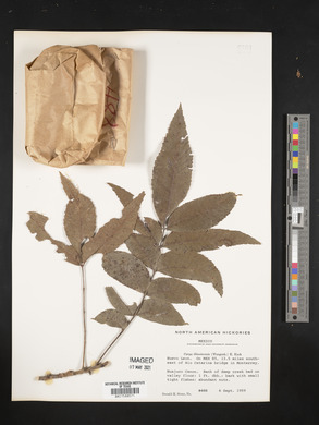 Carya illinoinensis image