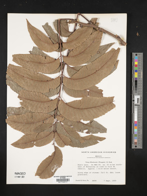 Carya illinoinensis image