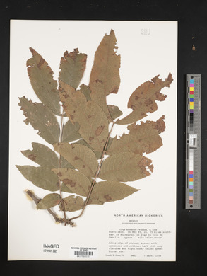 Carya illinoinensis image