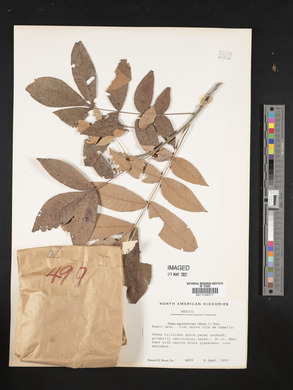 Carya myristiciformis image