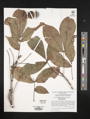 Carya ovata var. mexicana image