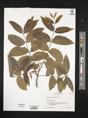 Carya illinoinensis image