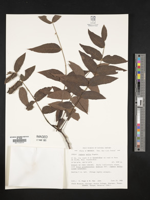 Juglans mollis image