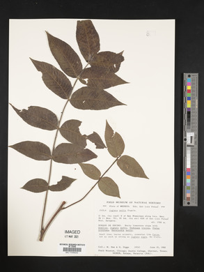 Juglans mollis image