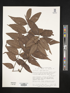 Juglans mollis image