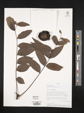 Juglans neotropica image