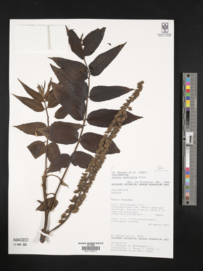 Juglans neotropica image