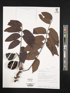 Juglans neotropica image