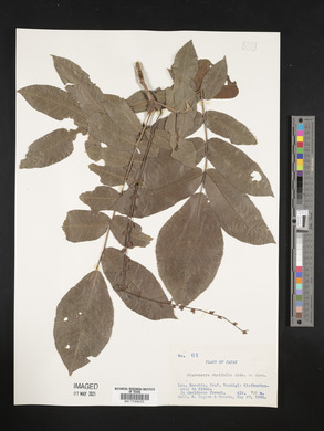 Pterocarya rhoifolia image