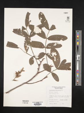 Pterocarya stenoptera image