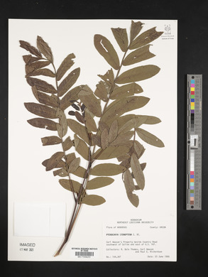 Pterocarya stenoptera image