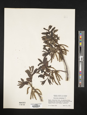 Pterocarya stenoptera image