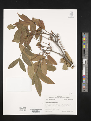 Pterocarya stenoptera image