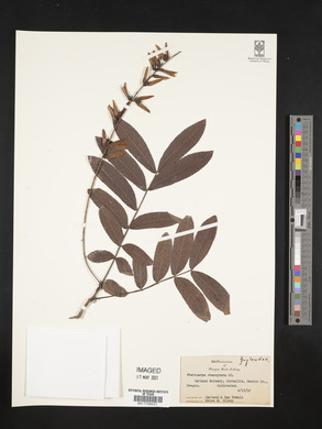 Pterocarya stenoptera image