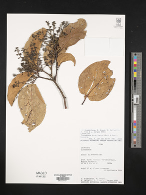 Cinnamomum triplinerve image