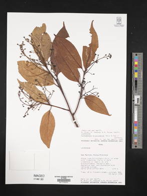 Cinnamomum triplinerve image