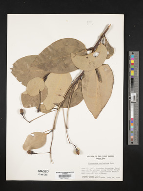 Cinnamomum zeylanicum image