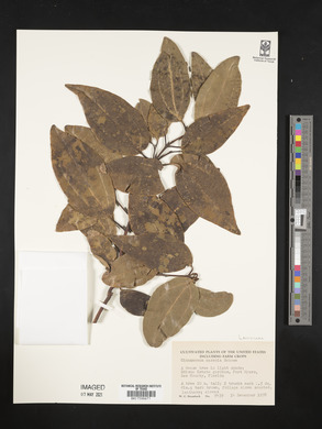 Cryptocarya massoy image