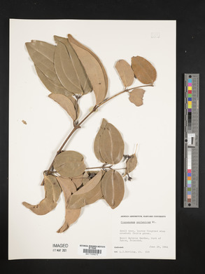 Cinnamomum zeylanicum image