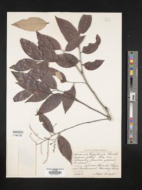 Licania hypoleuca image