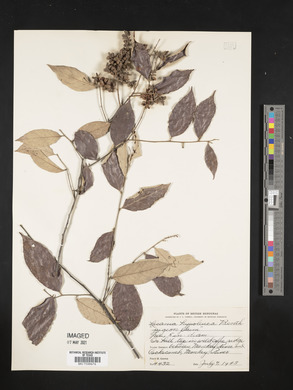 Licania hypoleuca image