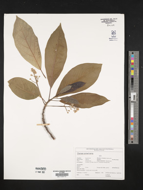 Persea americana image