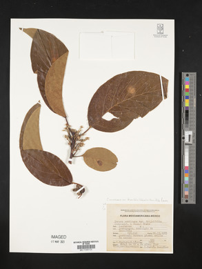 Persea americana image