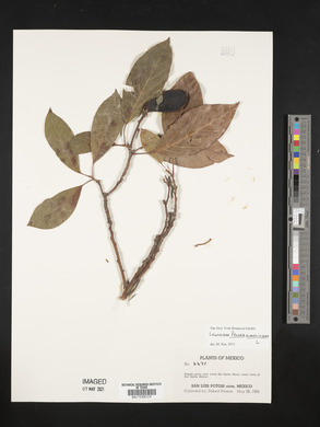 Persea americana image