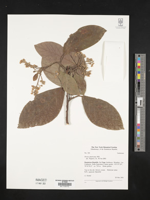 Persea americana image