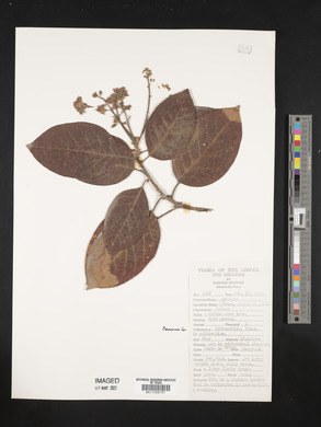 Persea americana image