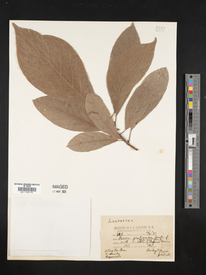 Persea gratissima image