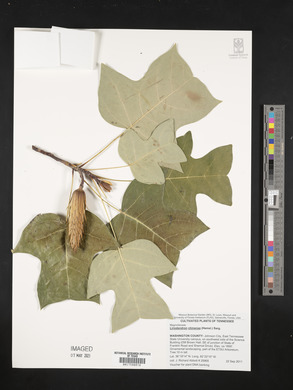 Liriodendron chinense image