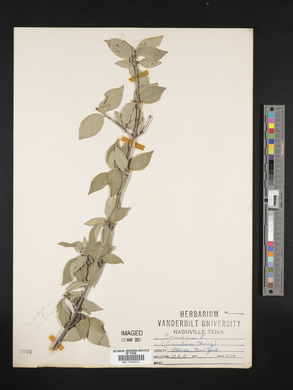 Cornus mas image