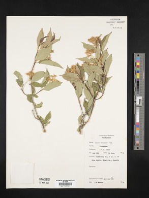 Cornus racemosa image