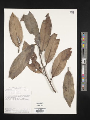 Diospyros digyna image