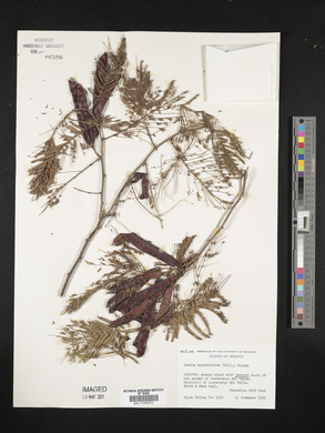 Acacia angustissima image