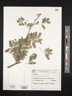 Vachellia farnesiana image