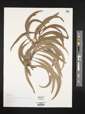 Acacia koa image